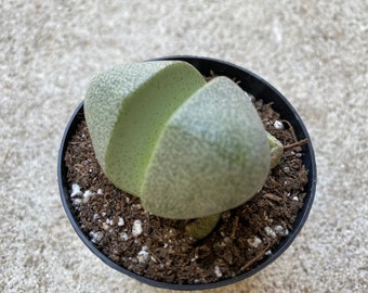 Small Succulent Plant Green Split Rock Pleiosspilos Nelii.  Looks like rocks growing in your terrarium!