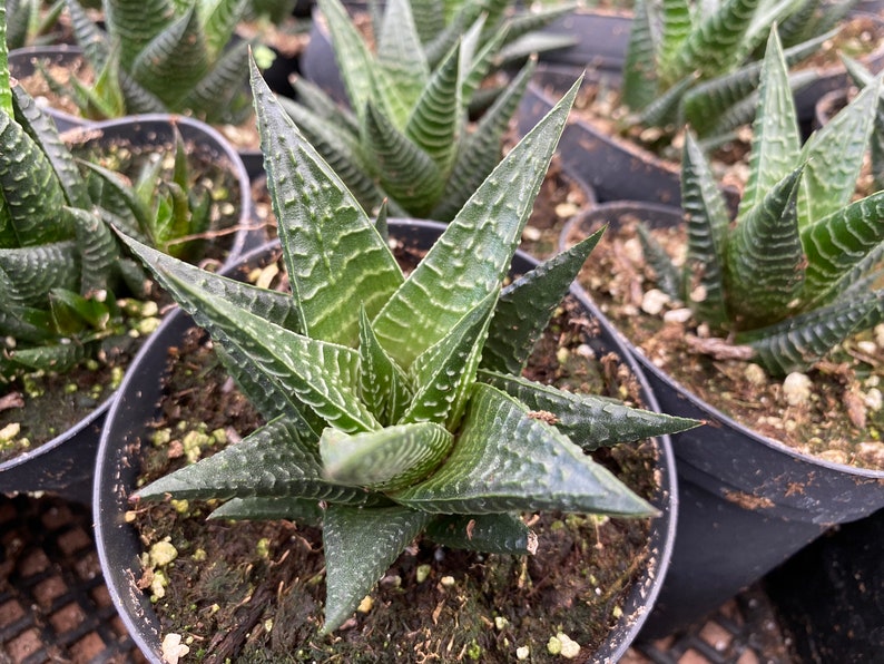 Medium Succulent Plant Haworthia Limifolia Marloth. A deep green Haworthia with numerous white ridges. afbeelding 6