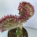 see more listings in the Cactus Plants section