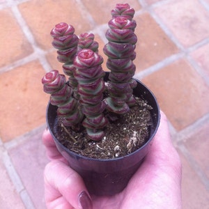 Small Succulent Plant Crassula 'Baby Necklace' image 2