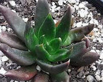 Succulent Plant Medium Echeveria Black Knight