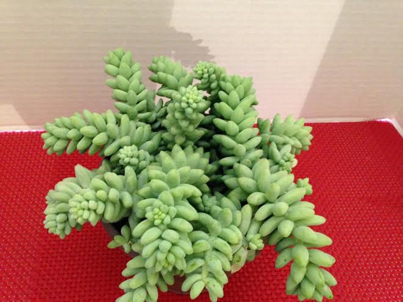 Burro Tail Mature Succulent Plant Great for a hanging basket