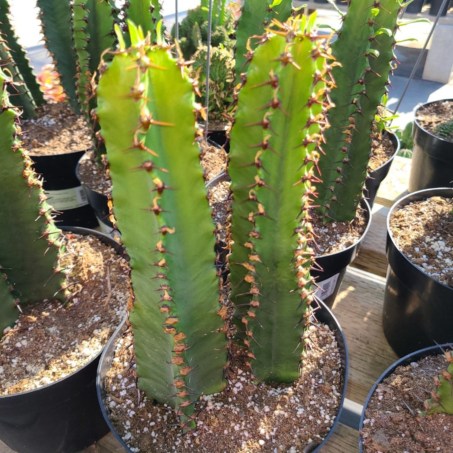 Cactus Plant Chocolate Drop Candelabra Tree. A Beautiful Specimen for