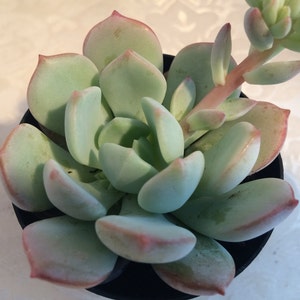 Small Succulent Plant Graptoveria 'Moonglow' image 1