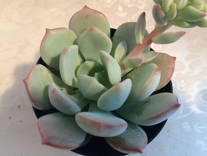 Small Succulent Plant Graptoveria 'Moonglow' image 1