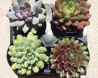 Four Small Succulent Plants in Pots.  You Choose 4 Small Plants shipped in pots