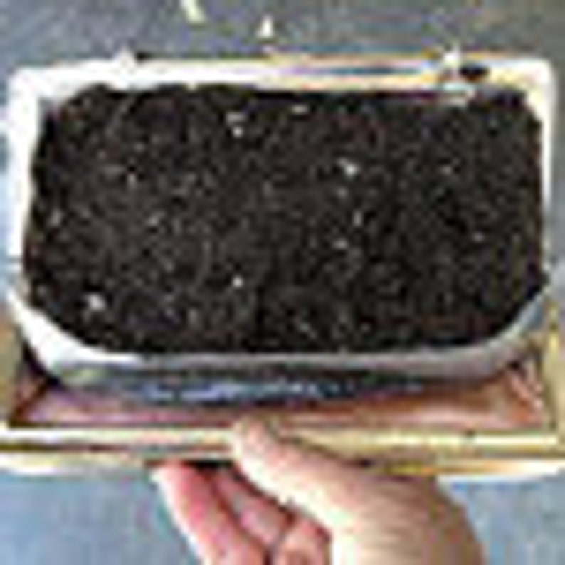Succulent Plant Soil. Perfect mixture for succulents and cactus. Approximately 4 pounds. image 2