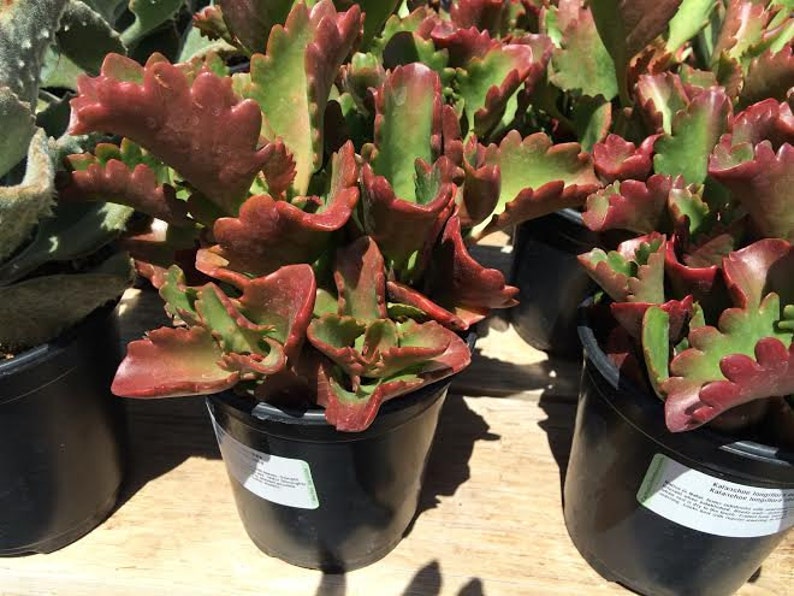 Succulent Mature Plant Kalanchoe Longiflora Coccinea Long