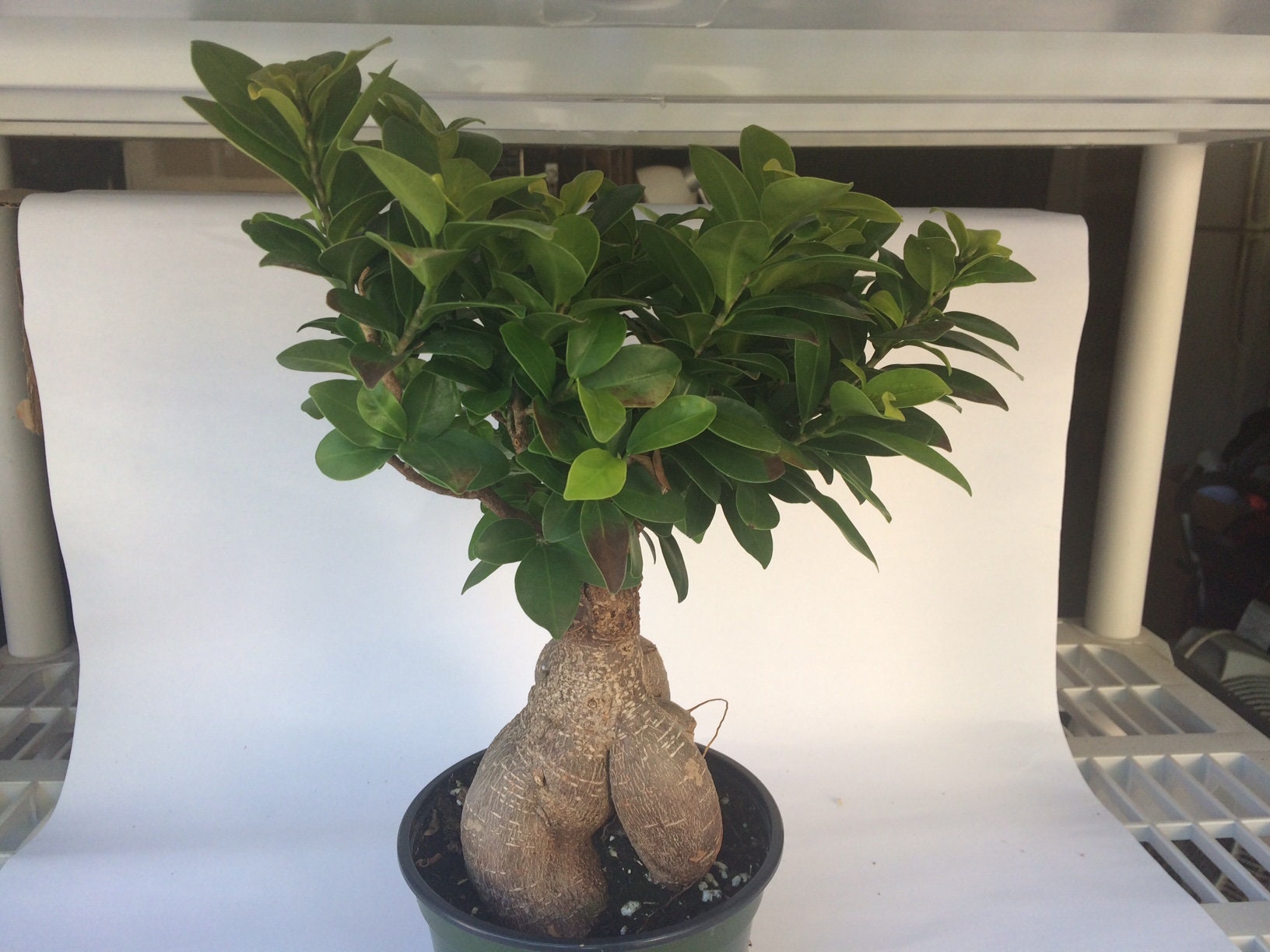 Mature Succulent Plant Ficus Ginseng. A uniquely shaped plant. -   Portugal