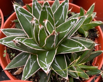 Large Succulent Plant Agave Regina. This plant is exquisite!!