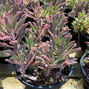 Mature Succulent Plant Kalanchoe Pink Butterflies Pink trim on these fleshy leaves resemble an octopus tenacle.