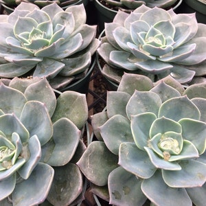 Mature Succulent Plant Echeveria Princess Blue. A truly gorgeous, uniquely colored rosette. image 4