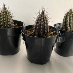 Small Cactus Plant Seliechinopsis Mirabilis. A very rare plant in dark brown and black. image 7