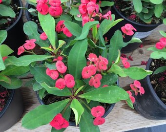 Mature Succulent Plant Red Crown of Thorns