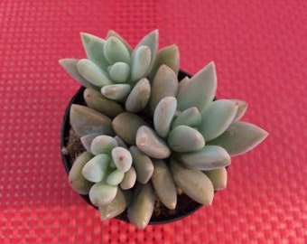 Small Succulent Plant Graptoveria Opalina