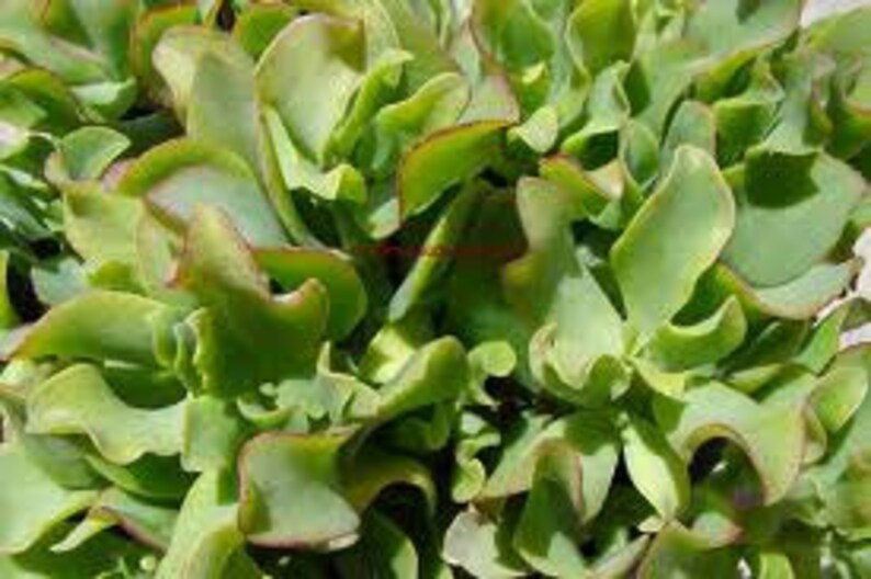 Mature Succulent Plant Ripple Jade Wavy Rippled Green Etsy