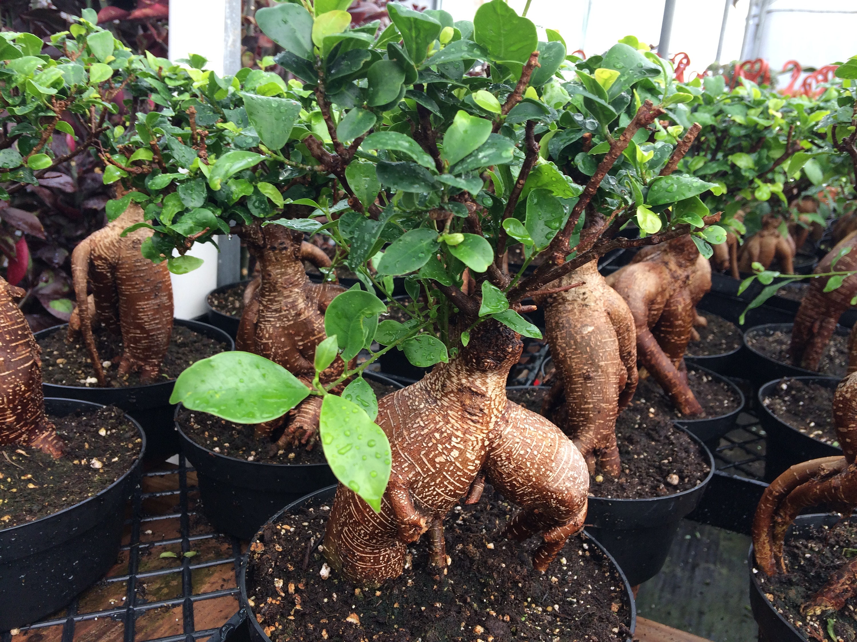 Mature Succulent Plant Ficus Ginseng. A uniquely shaped plant. -   Portugal