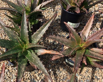 Mature Starry Night Hybrid Aloe. A beautifully colored aloe.