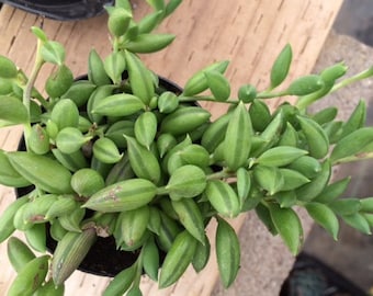 Small Succulent Plant -String of Bananas  Beautiful Trailing Plant, Great in Baskets, Bouquets and Planters