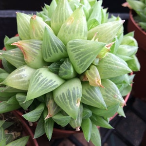 Medium Succulent Plant Haworthia Cooperi var Truncata. Beautiful, glassy appearing succulent.