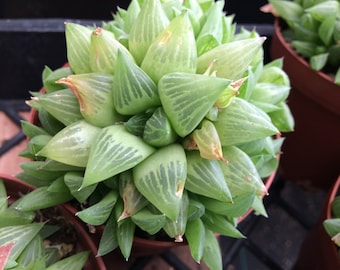 Medium Succulent Plant Haworthia Cooperi var Truncata. Beautiful, glassy appearing succulent.