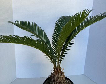 Large King Sago Palm. Beautiful deep green fronds make this rare find a gorgeous addition to any collection.