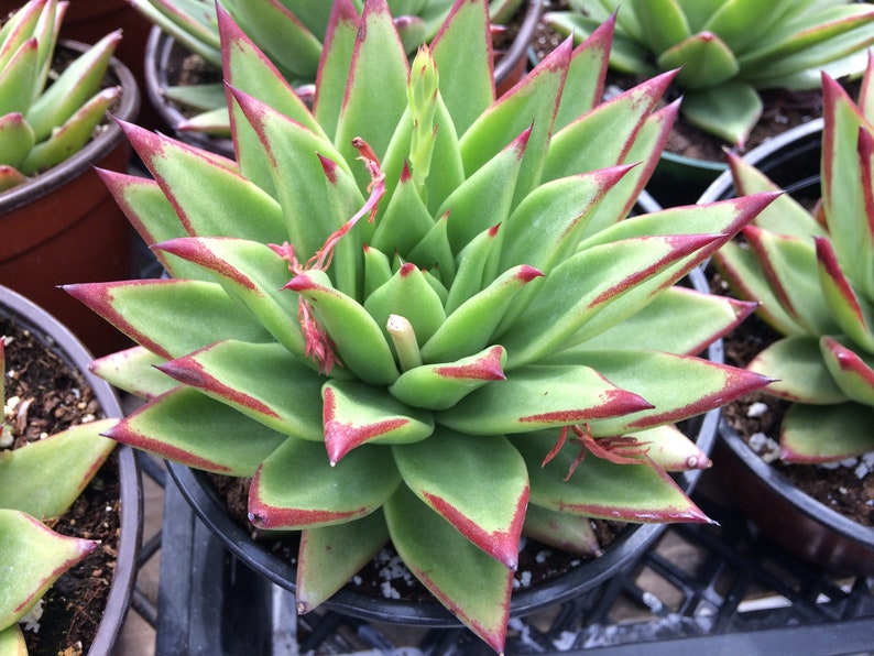 Large Succulent Plant Lipstick Agavoides. Beautiful green