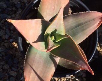 Mature Aloe Hybrid, Aloe Striata Hybrid or Ghost Aloe. A beautiul purple-gray Aloe.