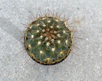 Small Cactus Plant Mammillaria 'Ginsa Maru'. A cute, globular cactus with long spines.