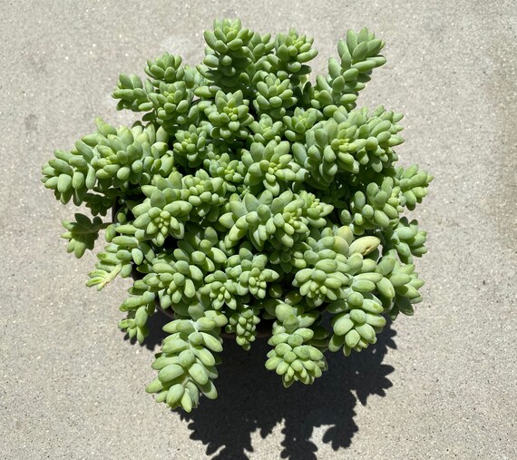 Burro Tail Mature Succulent Plant Great for a hanging basket