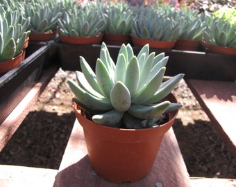 Medium Succulent Plant  Pachyveria 'Little Jewel'