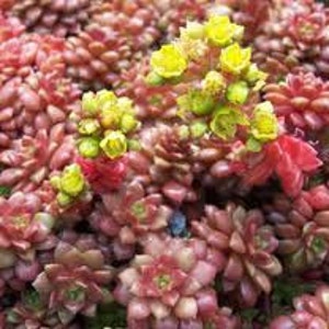 Small Succulent Plant. Cremnosedum Little Gem. Beautiful little miniature. image 1