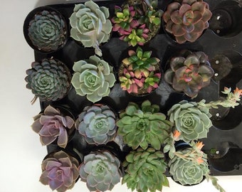 Succulent Plants - 30 Party Pack in pots.  For Terrariums, Wedding, Favors, Centerpieces, Boutonnieres and More