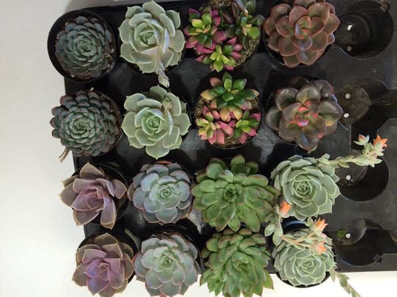 Succulent Plants 30 Party Pack in pots. For Terrariums, Wedding, Favors, Centerpieces, Boutonnieres and More image 1