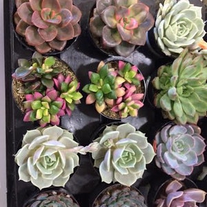 Succulent Plants 16 Party Pack in pots. For Terrariums, Wedding, Favors, Centerpieces, Boutonnieres and More image 2