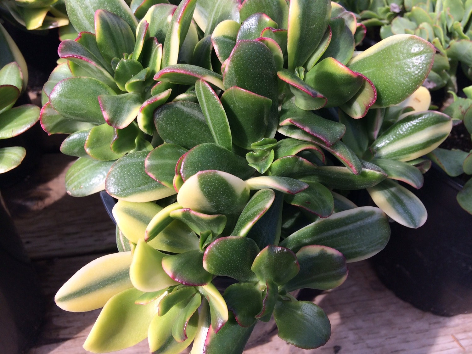 Mature Succulent Jade Plant Mature Lemon �n Lime. A Etsy