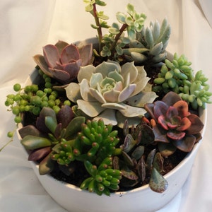 Succulent Plant. DIY Dish Garden Plants. Perfect Create Your Own Centerpiece. This is for plants only image 2