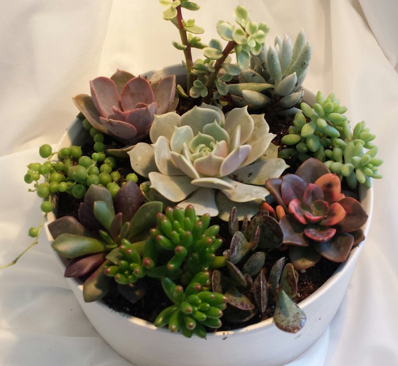 Succulent Plant. DIY Dish Garden Plants. Perfect Create Your Own Centerpiece. This is for plants only image 2