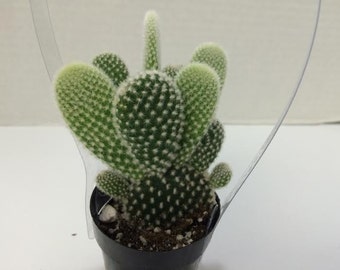 Small Cactus Plant White Angel Wing, Also Known as Bunny Ears.