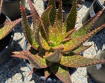 Succulent Plant Mature Aloe 'Apache' Hybrid. An Aloe Hybrid with toothed leaf margins.