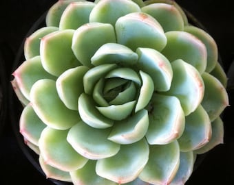 Medium Succulent Plant - Echeveria 'Mexican Snowball'