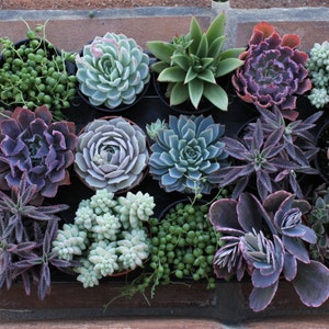 Succulent Plants A Variety Of 18 Medium Size Succulents For Garden, Wedding, Favors, Centerpieces, Boutonnieres and More image 4