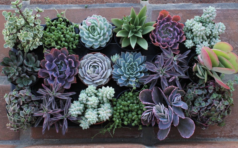 Succulent Plants A Variety Of 18 Medium Size Succulents For Garden, Wedding, Favors, Centerpieces, Boutonnieres and More immagine 4
