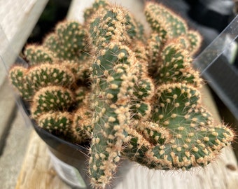 Medium Opuntia Parryi v. Serpentina Cristata. A deep green plant with wavy edges and markings in tan.