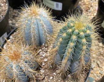 Mature Cactus Plant Blue Candle Cactus