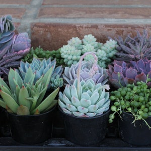 Succulent Plants A Variety Of 18 Medium Size Succulents For Garden, Wedding, Favors, Centerpieces, Boutonnieres and More image 3