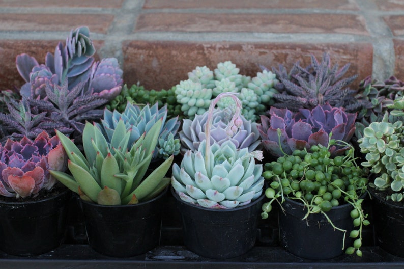 Succulent Plants A Variety Of 18 Medium Size Succulents For Garden, Wedding, Favors, Centerpieces, Boutonnieres and More immagine 3