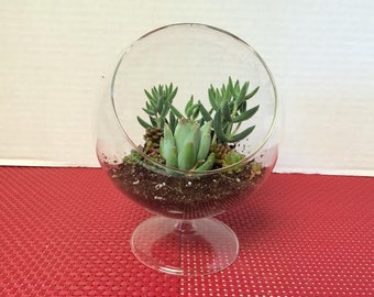 Succulent Plant Glass Pedestal Terrarium DIY Complete Kit with Three Succulent Plants.