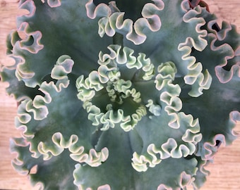 Succulent Plant -Mature Sea Dragon. An Echeveria with frilly, curly edged leaves in beautifully muted tones.