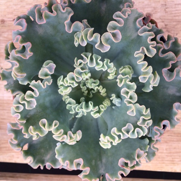 Succulent Plant -Mature Sea Dragon. An Echeveria with frilly, curly edged leaves in beautifully muted tones.